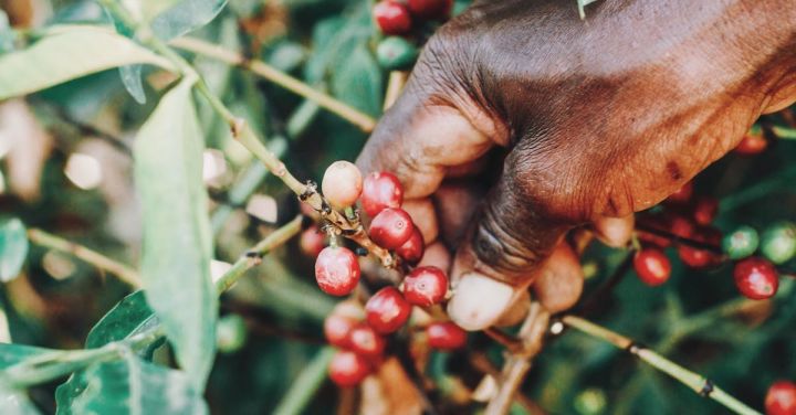 Eco Village - Unrecognizable black farmer picking cherries from tree