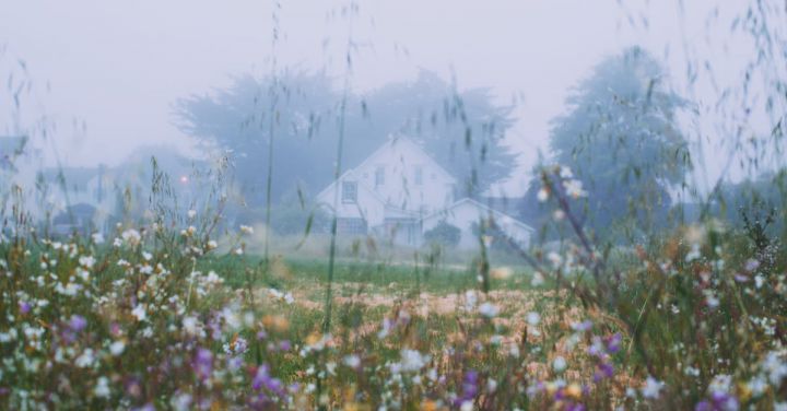 Eco Village - Rural house behind blossoming flowers growing on grassy meadow in early foggy morning
