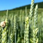 Eco Village - Small snail crawling on cereal plant growing in green field in farm under blue sky