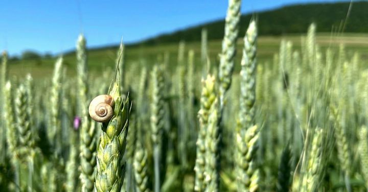 Eco Village - Small snail crawling on cereal plant growing in green field in farm under blue sky
