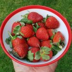 Healthy Eat - strawberries in pink plastic bucket