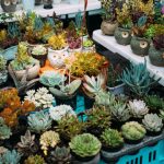 Indie Market - assorted potted succulents